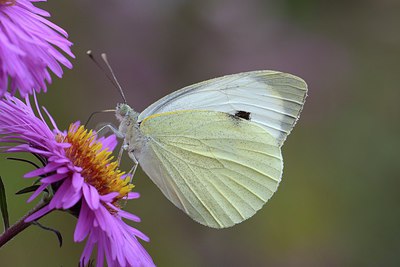 BUITEN BEELD Foto: 251137