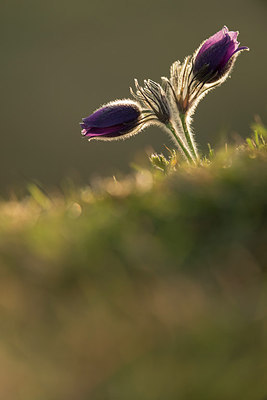 BUITEN BEELD Foto: 251268