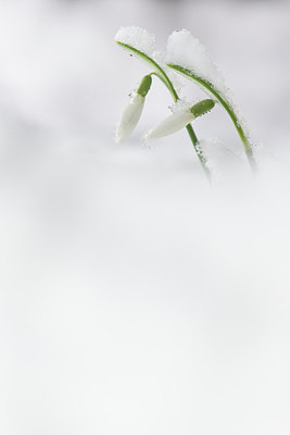 BUITEN BEELD Foto: 251273