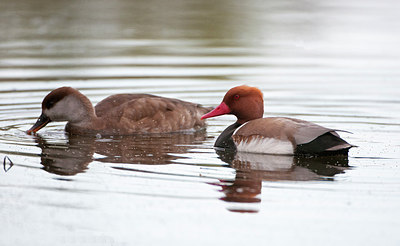 BUITEN BEELD Foto: 251317