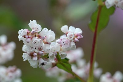 BUITEN BEELD Foto: 251371