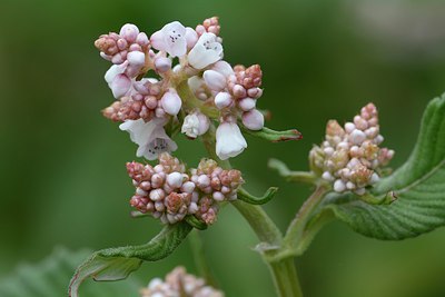 BUITEN BEELD Foto: 251386