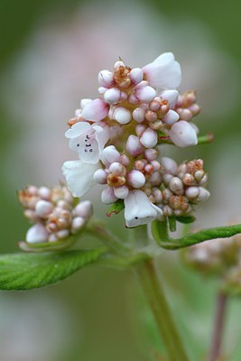 BUITEN BEELD Foto: 251399