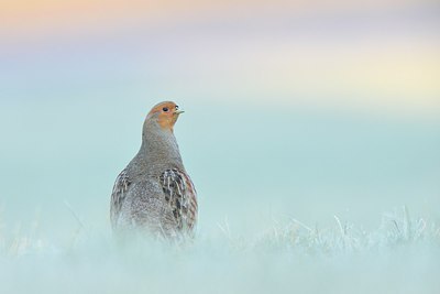 BUITEN BEELD Foto: 251409