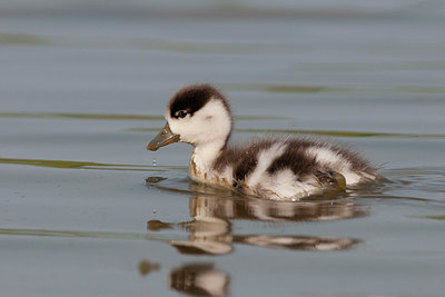 BUITEN BEELD Foto: 251415