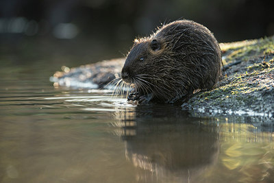 BUITEN BEELD Foto: 251417