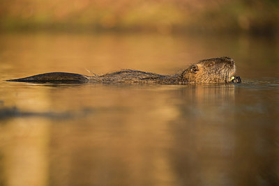 BUITEN BEELD Foto: 251419