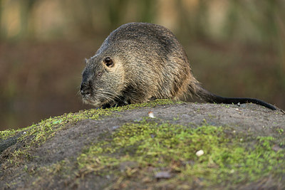 BUITEN BEELD Foto: 251420