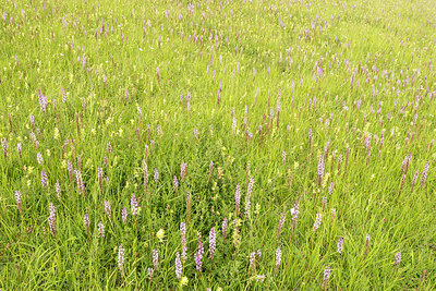 BUITEN BEELD Foto: 251424