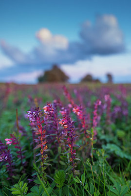 BUITEN BEELD Foto: 251485