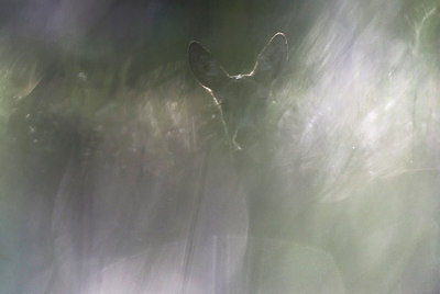 BUITEN BEELD Foto: 251496