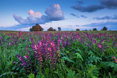 BUITEN BEELD Foto: 251519