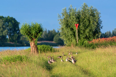 BUITEN BEELD Foto: 251536