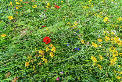 BUITEN BEELD Foto: 251553