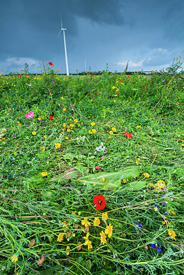 BUITEN BEELD Foto: 251559