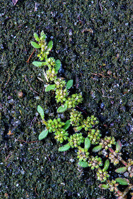 BUITEN BEELD Foto: 251569