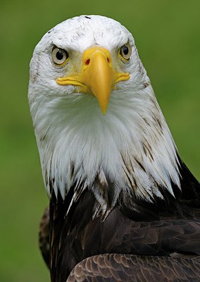BUITEN BEELD Foto: 251585