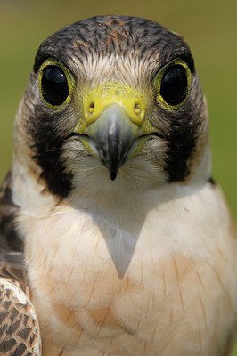BUITEN BEELD Foto: 251588
