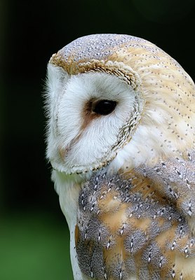 BUITEN BEELD Foto: 251591