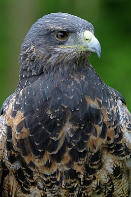 BUITEN BEELD Foto: 251594