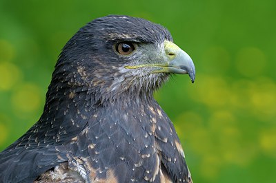 BUITEN BEELD Foto: 251596