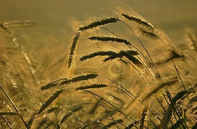 BUITEN BEELD Foto: 251597