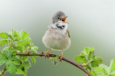 BUITEN BEELD Foto: 251613