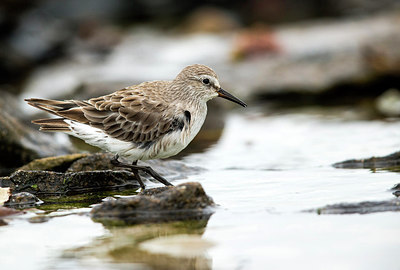 BUITEN BEELD Foto: 251626