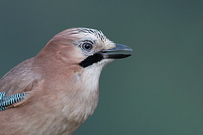 BUITEN BEELD Foto: 251681
