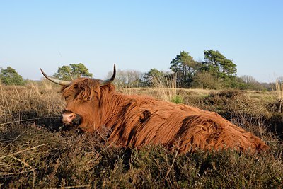 BUITEN BEELD Foto: 251695