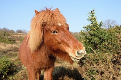 BUITEN BEELD Foto: 251696