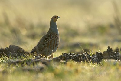 BUITEN BEELD Foto: 251707