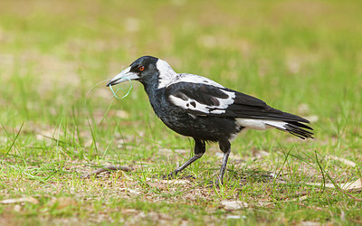 BUITEN BEELD Foto: 251723