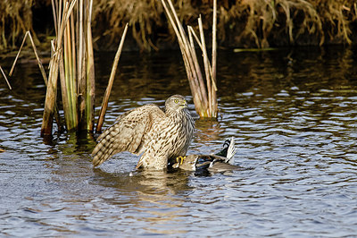 BUITEN BEELD Foto: 251733