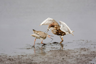 BUITEN BEELD Foto: 251735