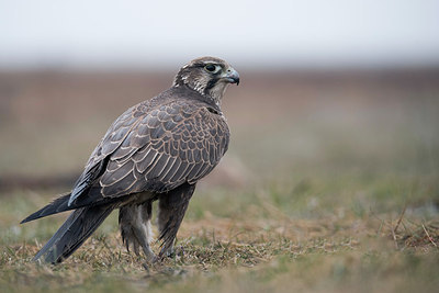 BUITEN BEELD Foto: 251741