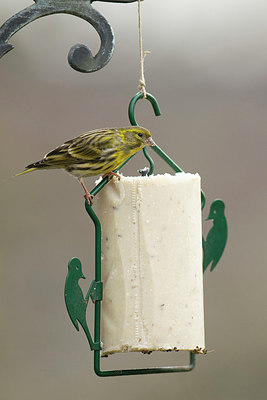 BUITEN BEELD Foto: 251757