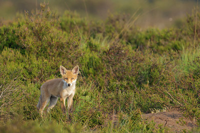 BUITEN BEELD Foto: 251762