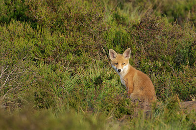 BUITEN BEELD Foto: 251763