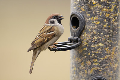 BUITEN BEELD Foto: 251766