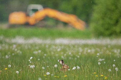 BUITEN BEELD Foto: 251767