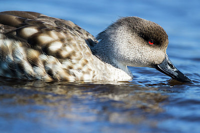 BUITEN BEELD Foto: 251773