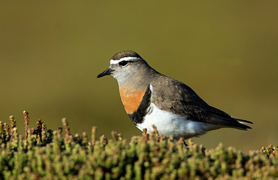 BUITEN BEELD Foto: 251774