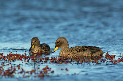 BUITEN BEELD Foto: 251784