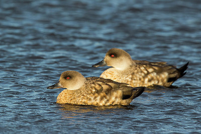 BUITEN BEELD Foto: 251785