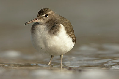 BUITEN BEELD Foto: 251813