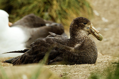 BUITEN BEELD Foto: 251821