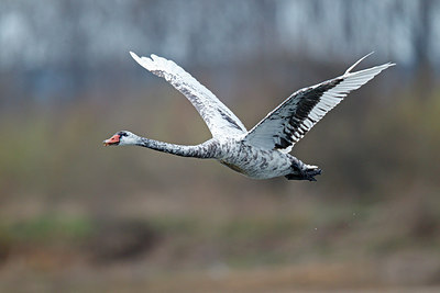 BUITEN BEELD Foto: 251831