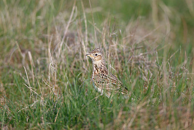 BUITEN BEELD Foto: 251833