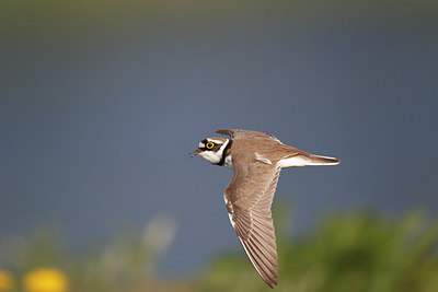 BUITEN BEELD Foto: 251834